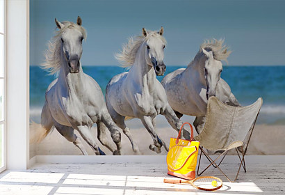 fototapeta Po nábreží koník beží, kone biele, kôň, horse, horses, more, sea
